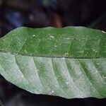 Bolbitis gemmifer Leaf