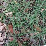 Crocus sativus Likasa