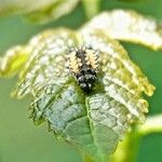 Urtica morifolia Leaf