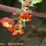 Scrophularia calliantha Frucht