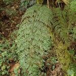 Asplenium hypomelas Blad