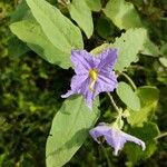 Solanum tridynamum 花