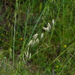 Avena sterilis Fruit