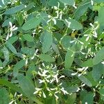 Chamaesyce hypericifolia Цвят