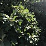 Cunonia capensis Hoja