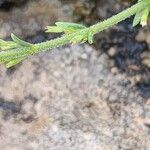 Micromeria persica