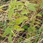Filipendula ulmaria Blatt