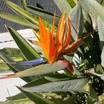 Strelitzia reginaeFlower