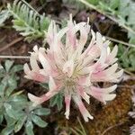 Trifolium macrocephalum Blomma
