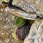 Saxifraga florulenta Blad