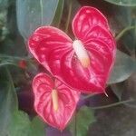 Anthurium scherzerianumFlower