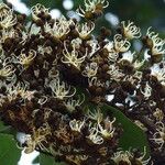 Julbernardia paniculata Flor