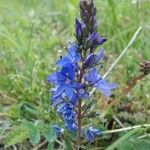 Veronica austriaca Fiore