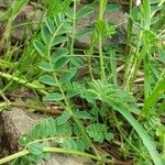 Astragalus alpinus Blatt