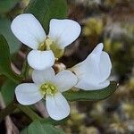 Cardamine resedifolia Žiedas