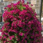 Petunia × atkinsiana Õis