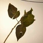 Croton ciliatoglandulifer Leaf