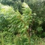 Rhus copallinum Агульны выгляд