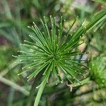 Cyperus prolifer Květ