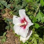 Hibiscus moscheutos Flors