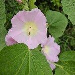 Alcea biennisᱵᱟᱦᱟ