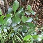 Clusia fluminensis Folla