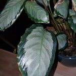 Calathea picturata Lehti