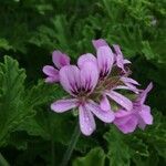 Pelargonium x asperum Kvet