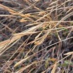 Heteropogon contortus Frucht