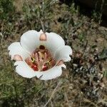 Calochortus venustus Blüte