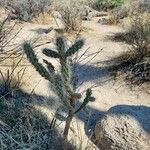 Cylindropuntia echinocarpa ᱛᱟᱦᱮᱸ