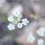 Ptychotis saxifraga Fula