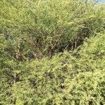 Senegalia senegal Хабит