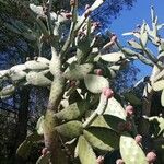 Opuntia tomentosa Frucht