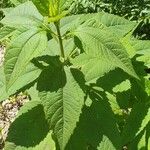 Helianthus tuberosusBlad