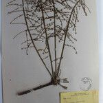 Aralia gigantea Otro
