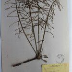 Aralia gigantea その他の提案