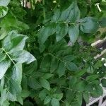 Sium sisarum Hoja