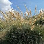 Macrochloa tenacissima Habit