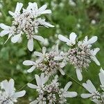 Coriandrum sativum Λουλούδι