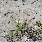 Penstemon baccharifolius Vekstform