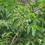 Psydrax acutiflora Leaf