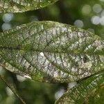 Cordia nodosa Blatt