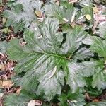 Acanthus mollis Leht