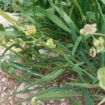 Bupleurum angulosum Hoja