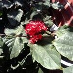 Clerodendrum splendens Leaf