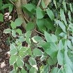 Clerodendrum trichotomumLeaf