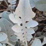 Centaurea ragusina 葉