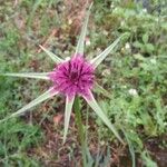 Tragopogon porrifolius Blodyn