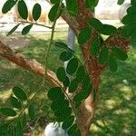 Diphysa americana ᱥᱟᱠᱟᱢ